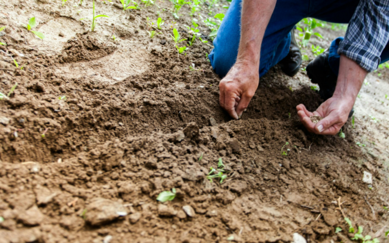 土壤、肥料以及作物的氮含量